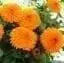 Calendula Orange’ edible Flowers Seed.