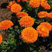 Calendula Orange’ edible Flowers Seed.