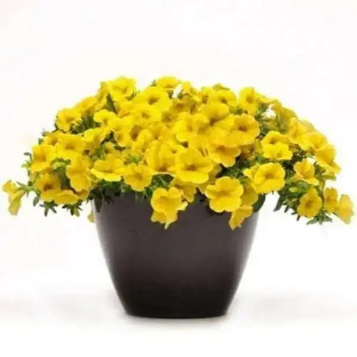 Calibrachoa Kabloom YELLOW - flowers seeds - Caribbean garden seed