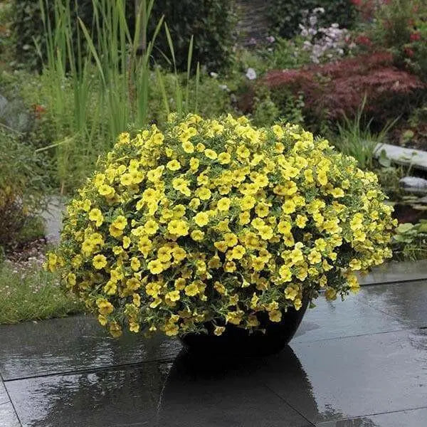 Calibrachoa Kabloom YELLOW - flowers seeds - Caribbean garden seed