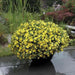 Calibrachoa Kabloom YELLOW - flowers seeds - Caribbean garden seed