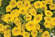 Calibrachoa Kabloom YELLOW - flowers seeds - Caribbean garden seed