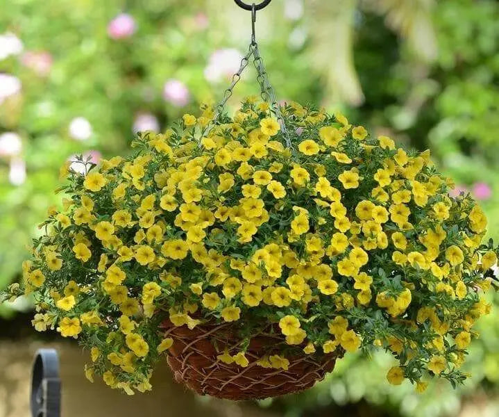 Calibrachoa Kabloom YELLOW - flowers seeds - Caribbean garden seed