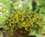 Calibrachoa Kabloom YELLOW - flowers seeds - Caribbean garden seed