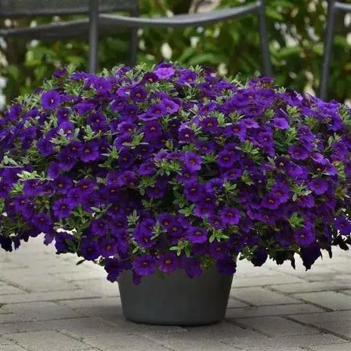 Calibrachoa Kabloom Deep Blue - flowers seeds - Caribbean garden seed