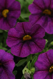 Calibrachoa Kabloom Deep Blue - flowers seeds - Caribbean garden seed