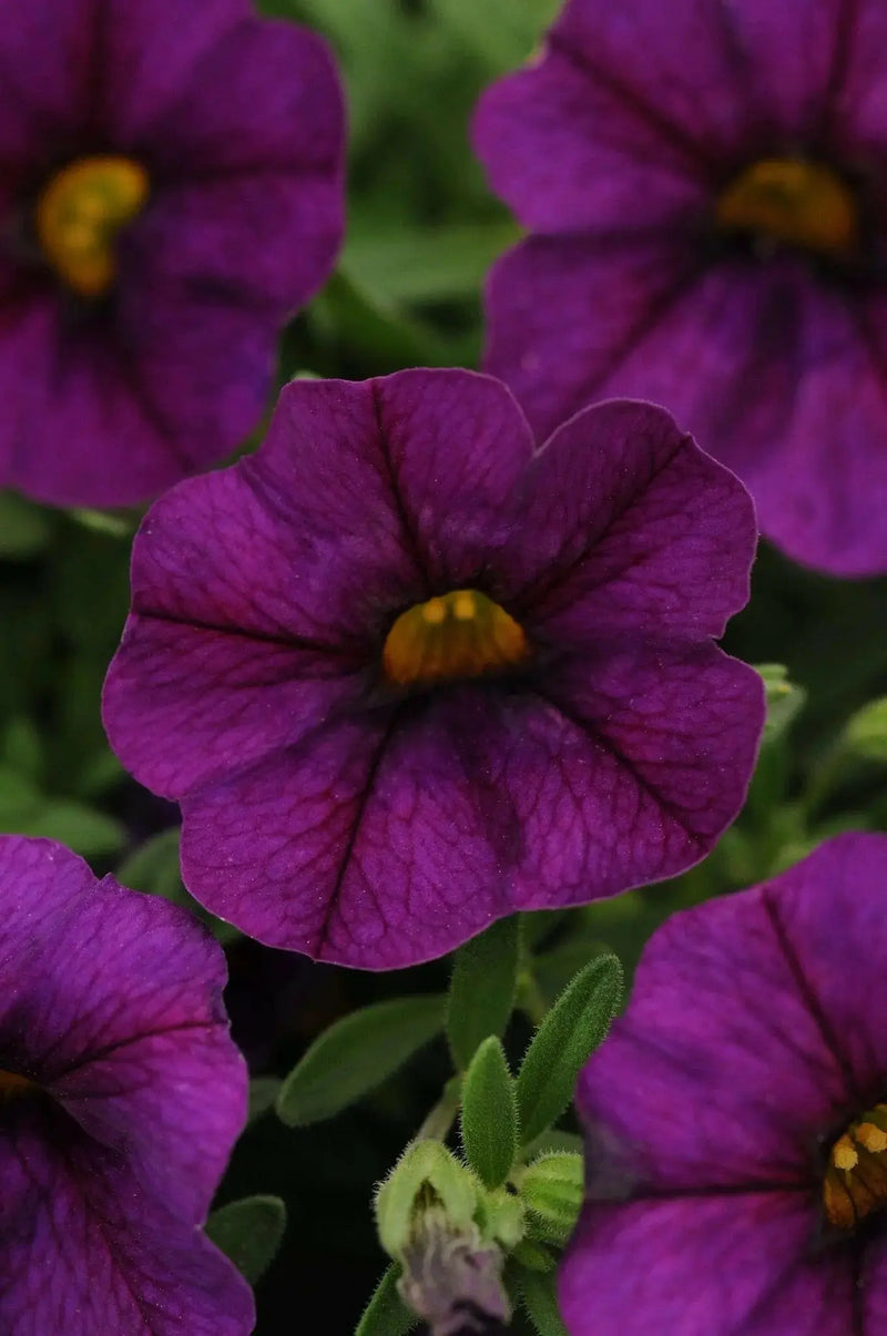 Calibrachoa Kabloom Deep Blue - flowers seeds - Caribbean garden seed