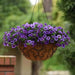 Calibrachoa Kabloom Deep Blue - flowers seeds - Caribbean garden seed