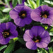 Calibrachoa Kabloom Deep Blue - flowers seeds - Caribbean garden seed