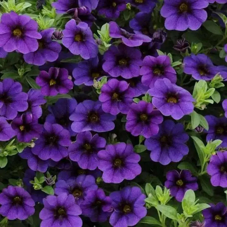 Calibrachoa Kabloom Deep Blue - flowers seeds - Caribbean garden seed