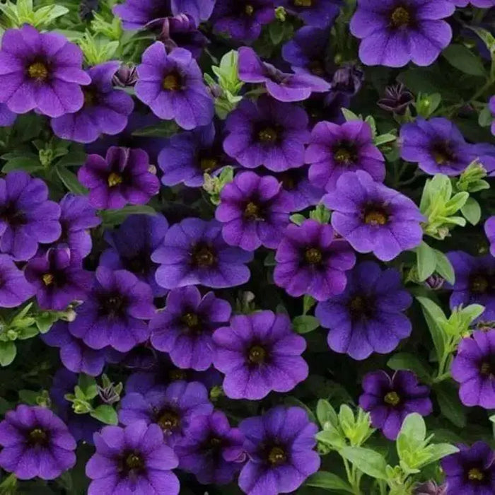 Calibrachoa Kabloom Deep Blue - flowers seeds - Caribbean garden seed
