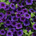 Calibrachoa Kabloom Deep Blue - flowers seeds - Caribbean garden seed
