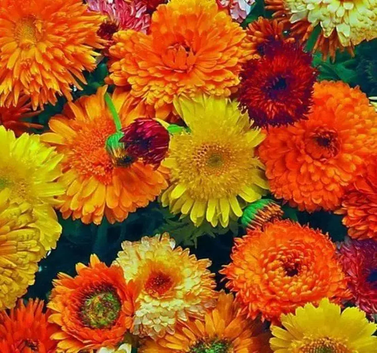 Calendula Seeds‘Pacific Beauty Mix’ edible flowers - Caribbean garden seed