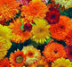 Calendula Seeds‘Pacific Beauty Mix’ edible flowers - Caribbean garden seed