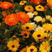 Calendula Seeds‘Pacific Beauty Mix’ edible flowers - Caribbean garden seed