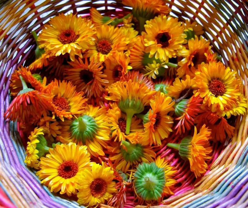 Calendula Seeds‘Pacific Beauty Mix’ edible flowers - Caribbean garden seed