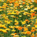 Calendula Seeds‘Pacific Beauty Mix’ edible flowers - Caribbean garden seed
