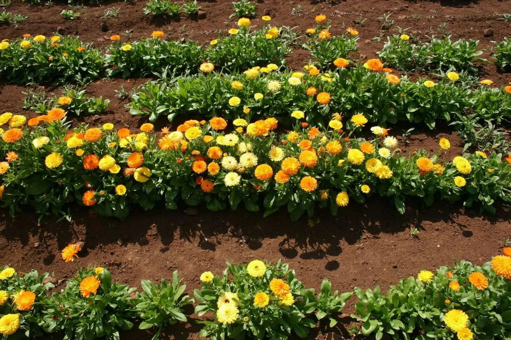 Calendula Seeds‘Pacific Beauty Mix’ edible flowers - Caribbean garden seed