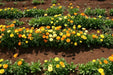 Calendula Seeds‘Pacific Beauty Mix’ edible flowers - Caribbean garden seed