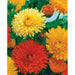 Calendula Seeds‘Pacific Beauty Mix’ edible flowers - Caribbean garden seed