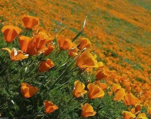 California Poppy Seeds , state flower of California - Caribbean garden seed