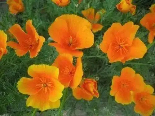 California Poppy Seeds , state flower of California - Caribbean garden seed