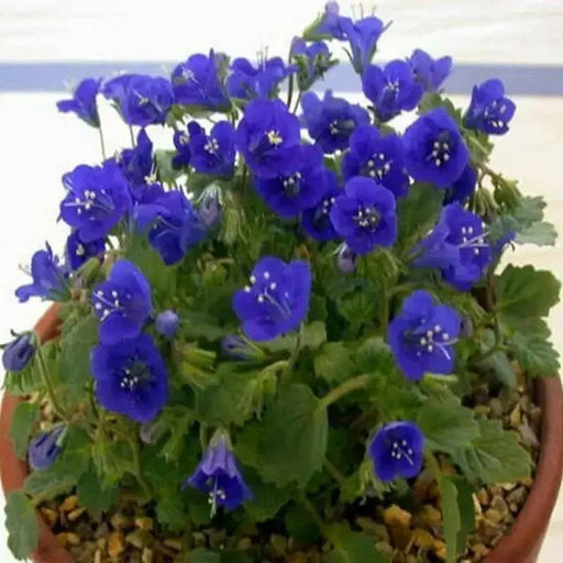 California Bluebell Seeds (Phacelia Campanularia) Tolerates many conditions and needs very little water. - Caribbean garden seed