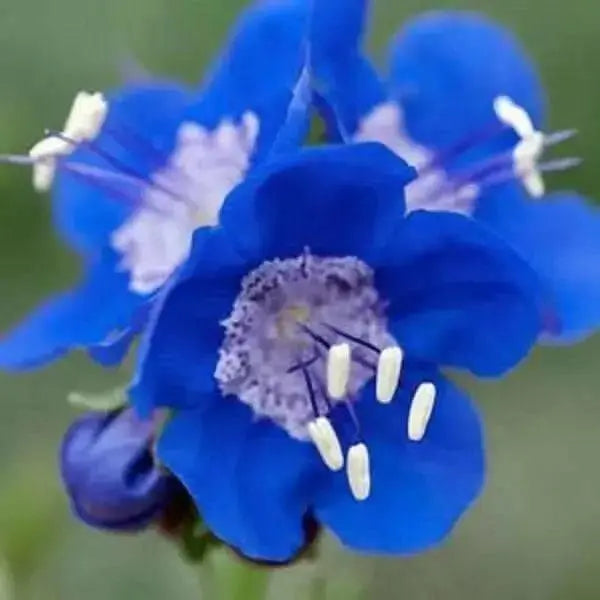 California Bluebell Seeds (Phacelia Campanularia) Tolerates many conditions and needs very little water. - Caribbean garden seed