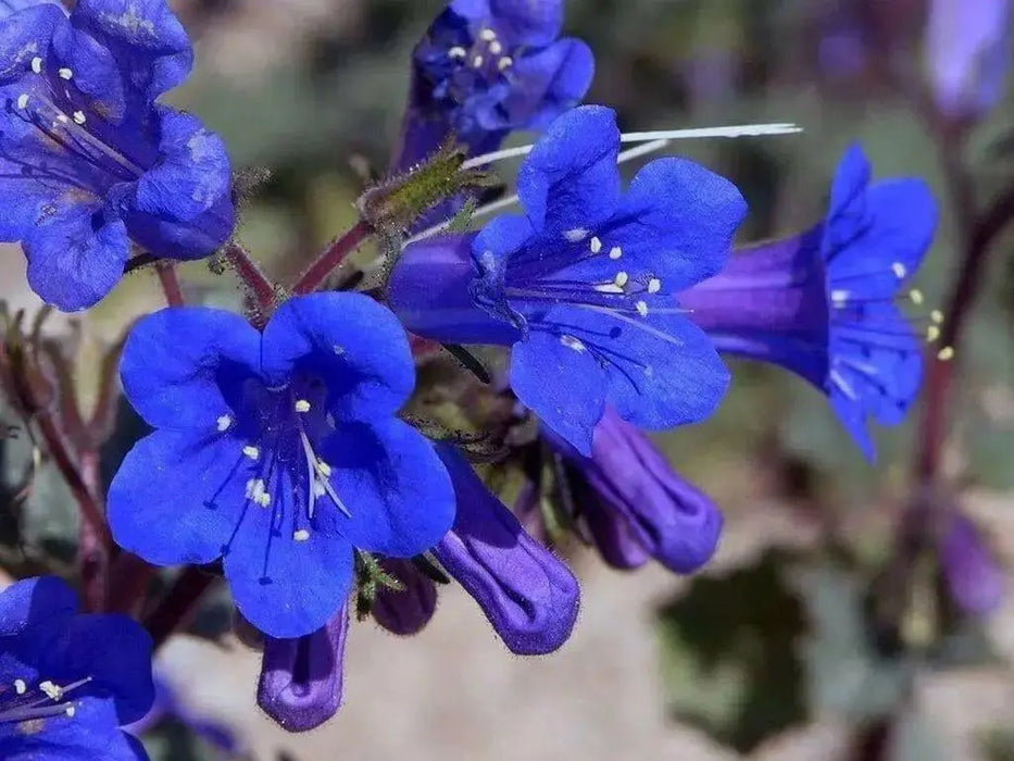California Bluebell Seeds (Phacelia Campanularia) Tolerates many conditions and needs very little water. - Caribbean garden seed