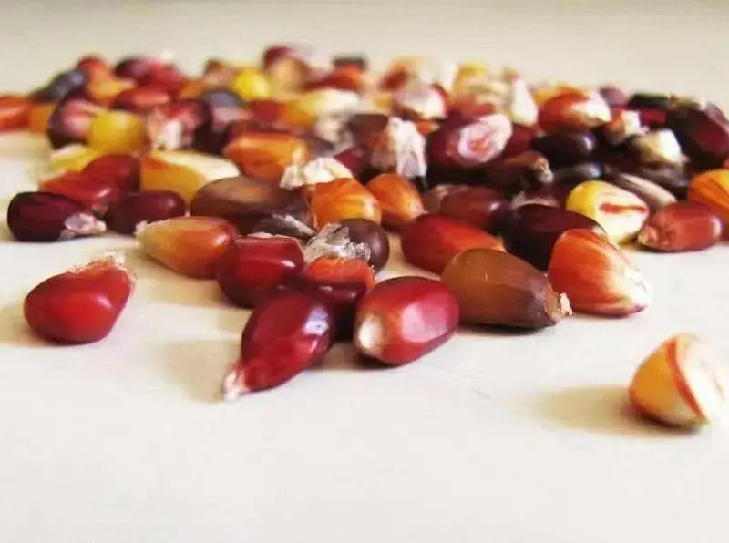 Calico Popcorn Seeds-Zea mays - Caribbean garden seed