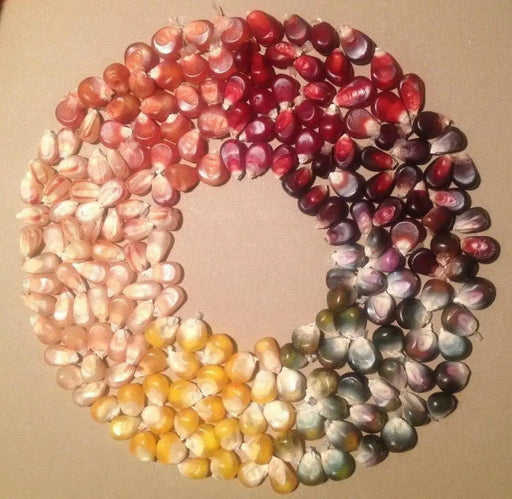 Calico Popcorn Seeds-Zea mays - Caribbean garden seed
