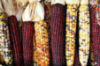Calico Popcorn Seeds-Zea mays - Caribbean garden seed