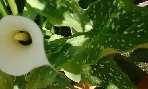 Calla Lily "Black-Eyed Beauty" Ideal houseplant, Cut Flowers. - Caribbean garden seed