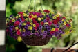 Calibrachoa Paradise Island  Flowers - Caribbean garden seed