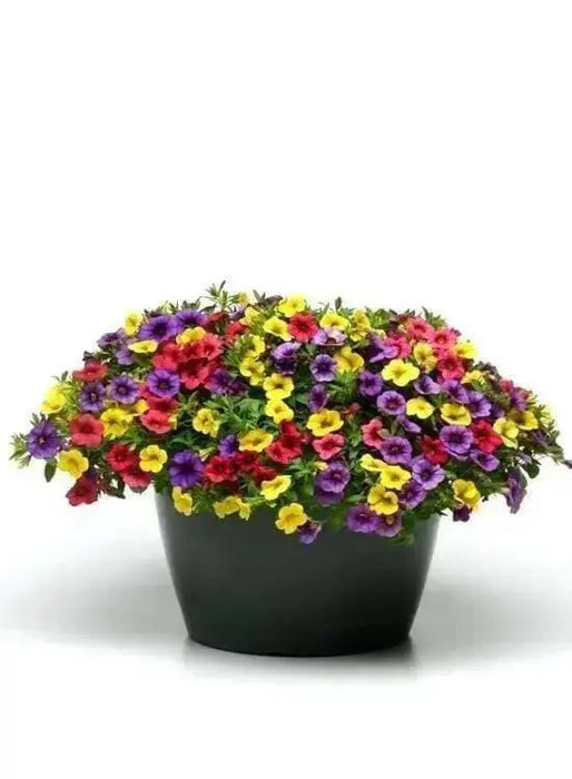 Calibrachoa Paradise Island  Flowers - Caribbean garden seed