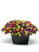 Calibrachoa Paradise Island  Flowers - Caribbean garden seed
