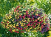 Calibrachoa Paradise Island  Flowers - Caribbean garden seed