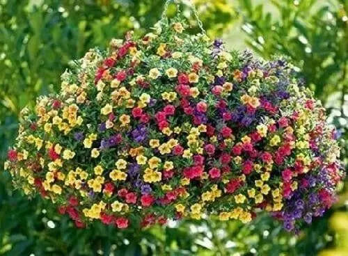 Calibrachoa Paradise Island  Flowers - Caribbean garden seed
