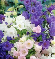 calycanthema Seeds 'Cup and Saucer Mix' Flowers - Caribbean garden seed