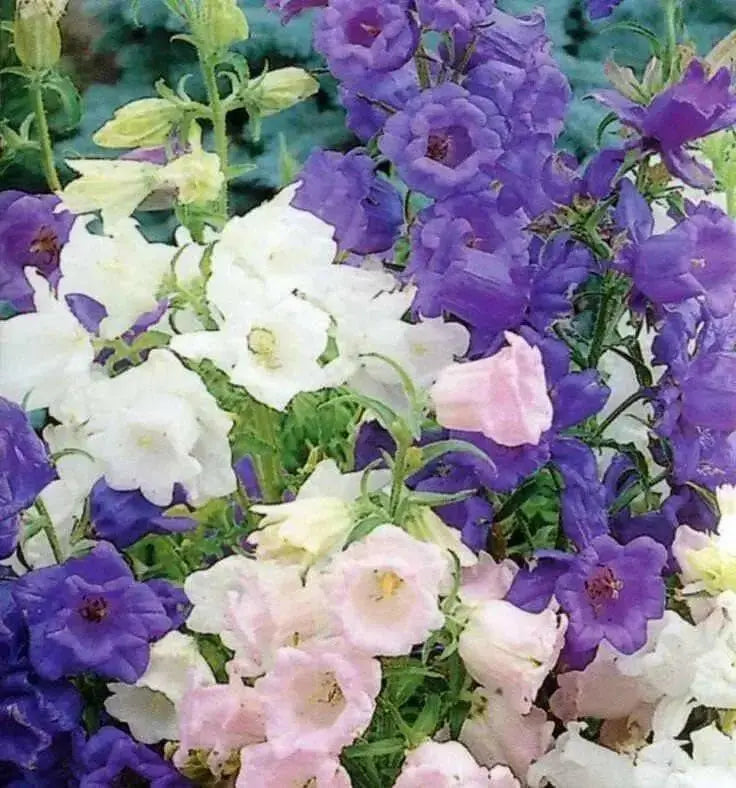 calycanthema Seeds 'Cup and Saucer Mix' Flowers - Caribbean garden seed