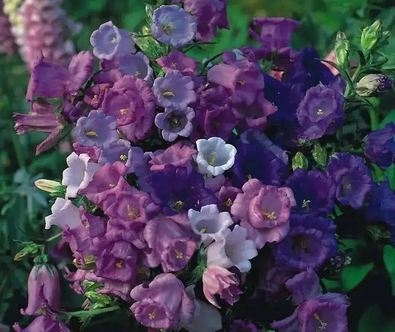 calycanthema Seeds 'Cup and Saucer Mix' Flowers - Caribbean garden seed