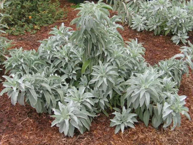 California White Sage, Herb Seeds,Salvia apiana - Caribbean garden seed