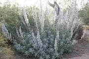 California White Sage, Herb Seeds,Salvia apiana - Caribbean garden seed