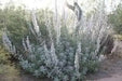 California White Sage, Herb Seeds,Salvia apiana - Caribbean garden seed