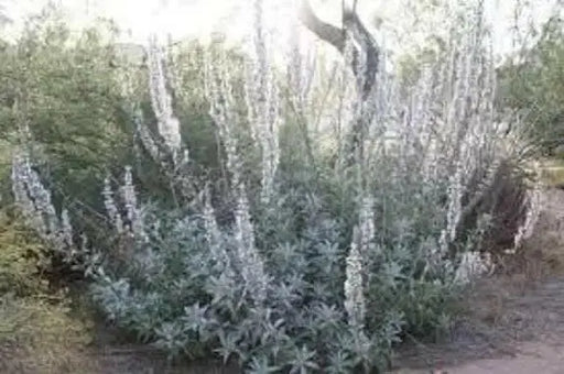 California White Sage, Herb Seeds,Salvia apiana - Caribbean garden seed