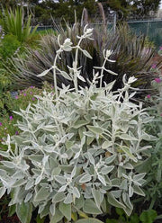 California White Sage, Herb Seeds,Salvia apiana - Caribbean garden seed