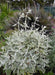 California White Sage, Herb Seeds,Salvia apiana - Caribbean garden seed