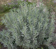 California White Sage, Herb Seeds,Salvia apiana - Caribbean garden seed