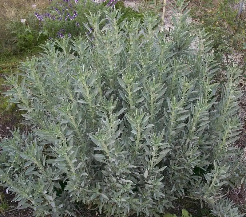 California White Sage, Herb Seeds,Salvia apiana - Caribbean garden seed