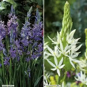 Camassia leichtlinii Bulbs a.K.a Wild Hyacinth -Twin Pack - Caribbean garden seed